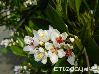 植樹月到！林保署南投分署備9000株樹苗憑發票換取