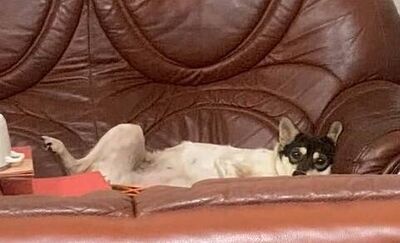 教練涉性騷擾校內養狗「坐沙發吹冷氣」畫面曝　妻還霸占跑步機