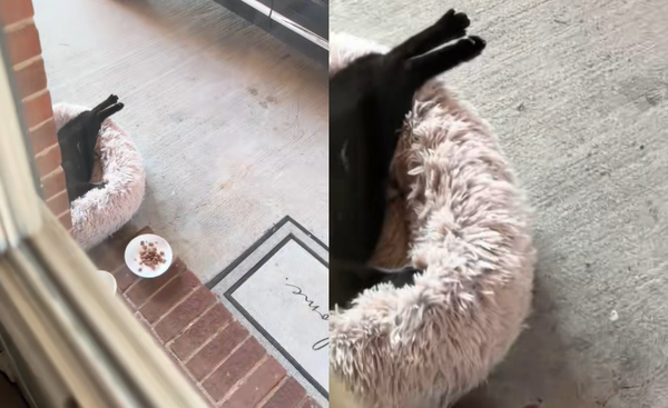 女拍到浪貓試躺貓床　開心到「肉球開花」網萌翻：可以收編了。（圖／翻攝自TikTok／izzyandjinx）