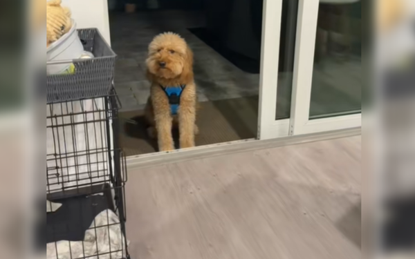 凌晨4點被吵醒　黃金貴賓呆站原地「求主人開空氣門」笑翻網。（圖／翻攝自TikTok／lizthewiz227）