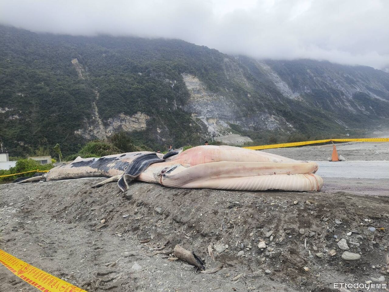 花蓮外海罕見!漁民定置網內有15公尺死亡鬚鯨 極具研究價值
