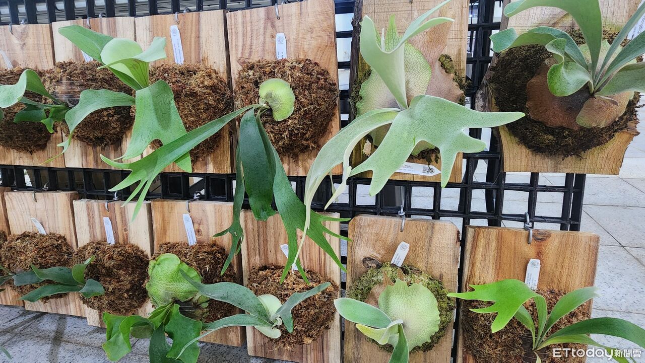 打造春日美學盛會 暨大櫻花季強打熱帶雨林植物展