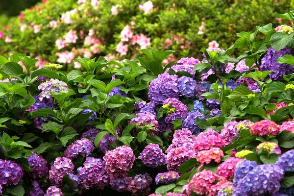 ▲大安森林公園繡球花綻放。（圖／翻攝自大安森林公園之友基金會）