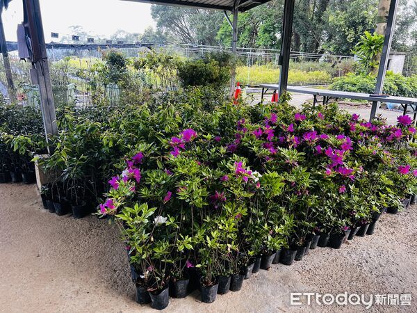 ▲基隆植樹節3／12七堵苗圃登場。（圖／記者郭世賢翻攝）