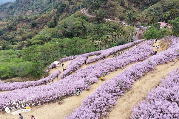 ▲▼九尖茶廠麝香木花海。（圖／部落客滿分的旅遊札記授權提供）