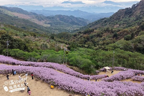 ▲▼九尖茶廠麝香木花海。（圖／部落客滿分的旅遊札記授權提供）