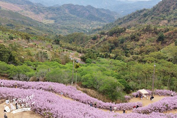 ▲▼九尖茶廠麝香木花海。（圖／部落客滿分的旅遊札記授權提供）