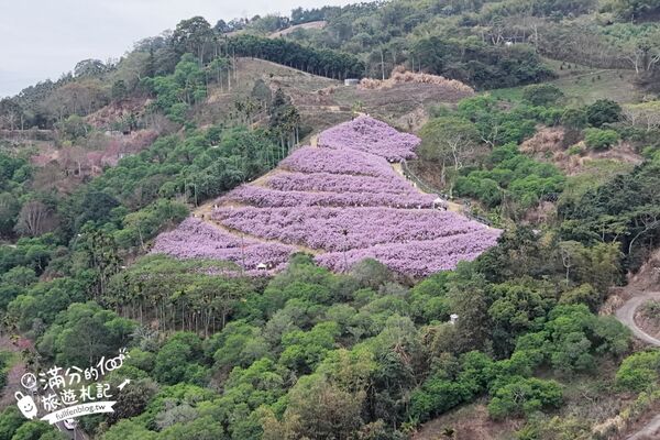 ▲▼九尖茶廠麝香木花海。（圖／部落客滿分的旅遊札記授權提供）
