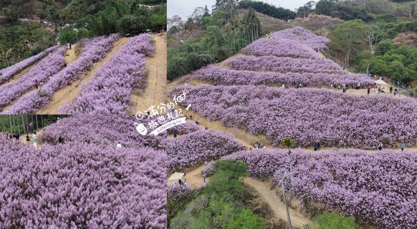 ▲▼九尖茶廠麝香木花海。（圖／部落客滿分的旅遊札記授權提供）