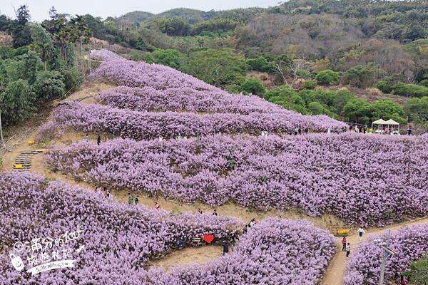 ▲▼九尖茶廠麝香木花海。（圖／部落客滿分的旅遊札記授權提供）
