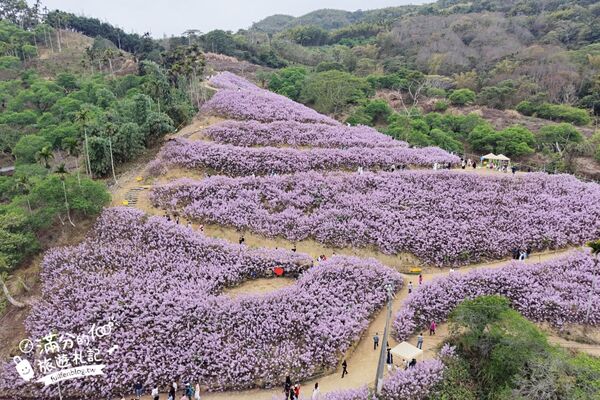 ▲▼九尖茶廠麝香木花海。（圖／部落客滿分的旅遊札記授權提供）
