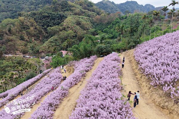 ▲▼九尖茶廠麝香木花海。（圖／部落客滿分的旅遊札記授權提供）