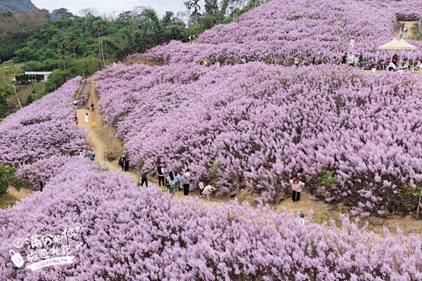 ▲▼九尖茶廠麝香木花海。（圖／部落客滿分的旅遊札記授權提供）