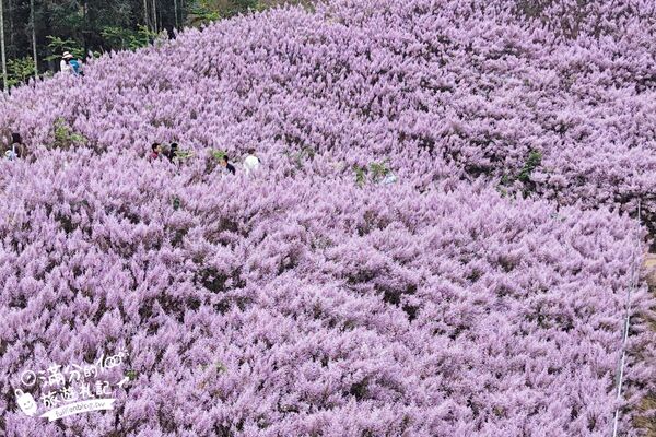 ▲▼九尖茶廠麝香木花海。（圖／部落客滿分的旅遊札記授權提供）