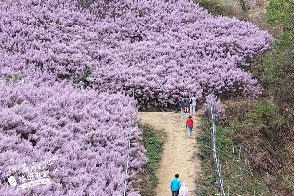 ▲▼九尖茶廠麝香木花海。（圖／部落客滿分的旅遊札記授權提供）