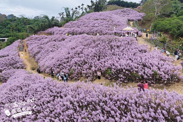 ▲▼九尖茶廠麝香木花海。（圖／部落客滿分的旅遊札記授權提供）