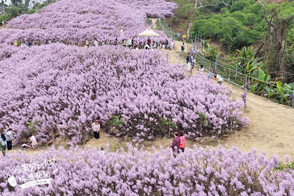 ▲▼九尖茶廠麝香木花海。（圖／部落客滿分的旅遊札記授權提供）