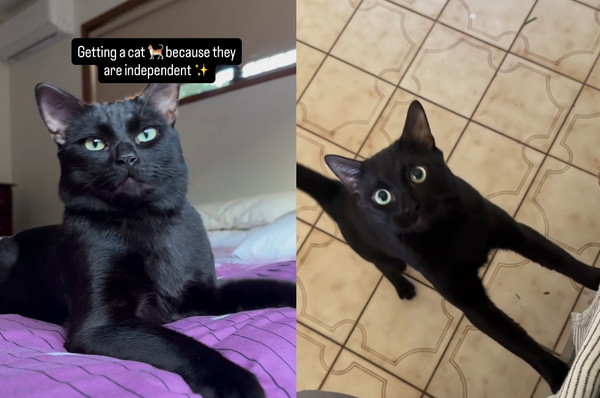 原以為貓咪很獨立　女意外養到「超黏小跟班」網笑：黑貓不意外。（圖／翻攝自Instagram／midnightcalledricky）
