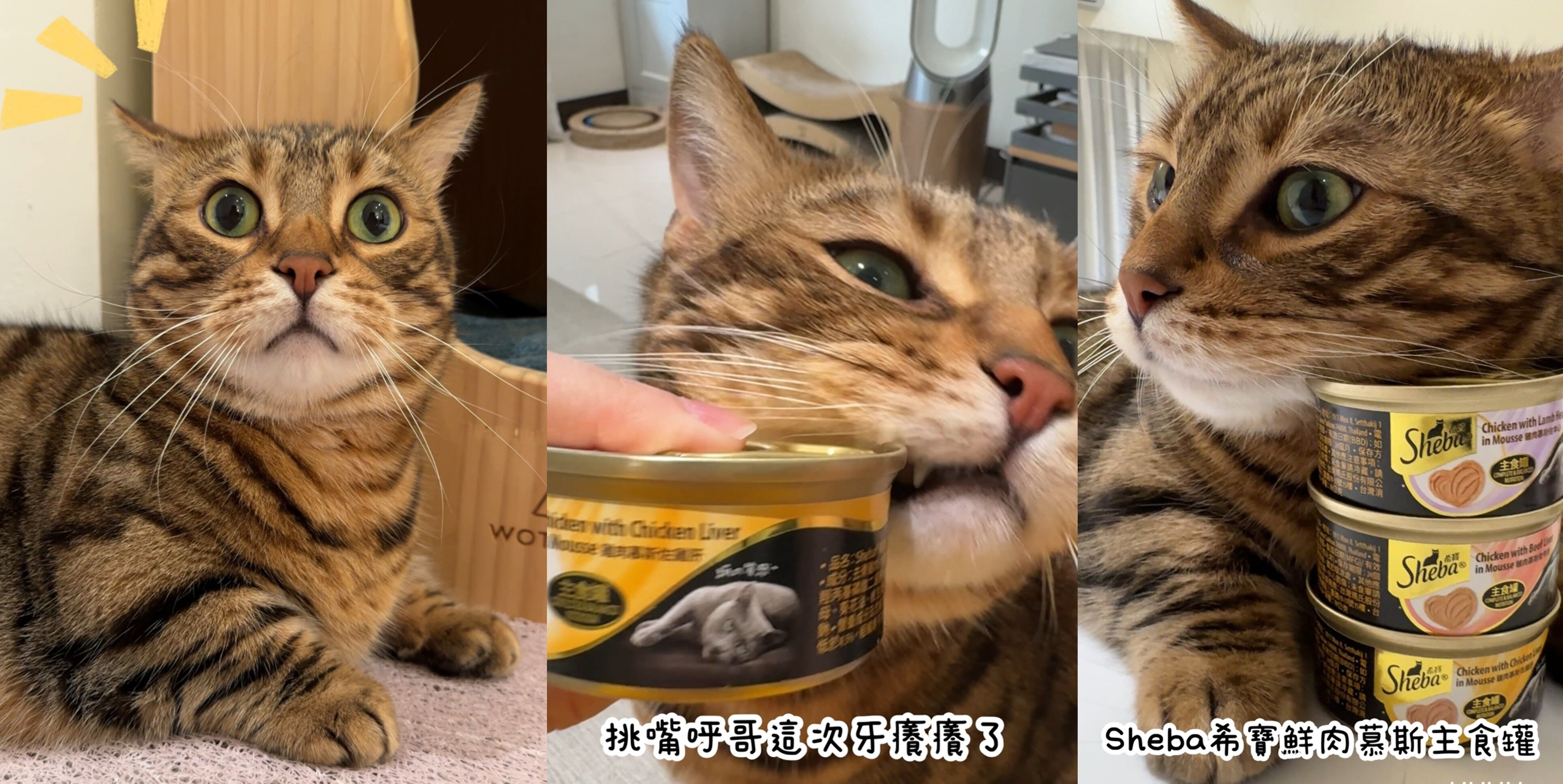▲▼ SHEBA,希寶,鮮肉,慕斯,主食罐,貓咪,主食罐,挑嘴貓,不吃包退。（圖／擷取自HUHUBAOOO影片）