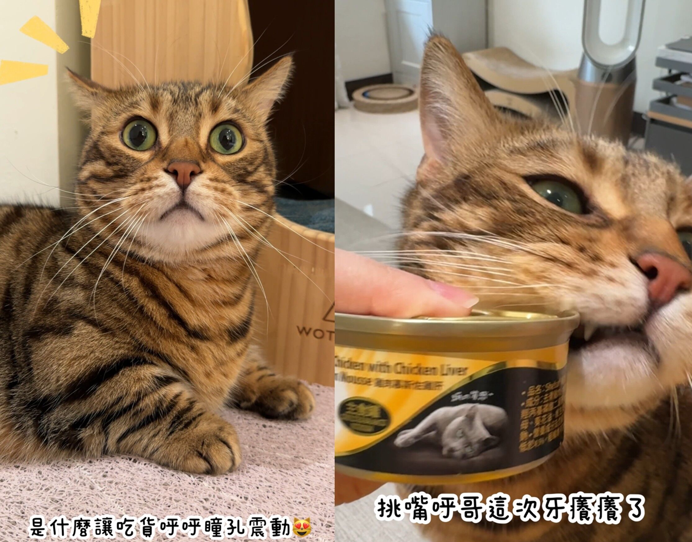 ▲▼ SHEBA,希寶,鮮肉,慕斯,主食罐,貓咪,主食罐,挑嘴貓,不吃包退。（圖／擷取自HUHUBAOOO影片）