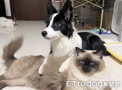 邊牧小妹愛躺「貓咪枕頭」　布偶姐姐臉超臭：夠了沒！