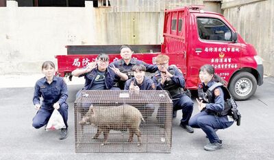 山豬市區逛大街嚇壞路人！6警消圍捕不成...「列陣」誘入籠中