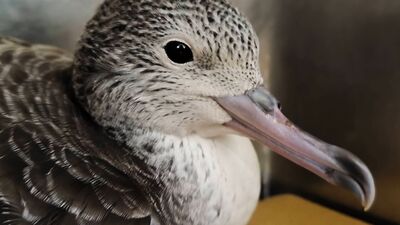 萬里候車亭驚見迷航大水薙鳥　新北動保處救援照護後順利野放