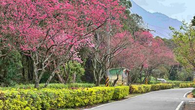 漫步新北淡水、三芝粉色花海 走讀農再社區品味在地好物