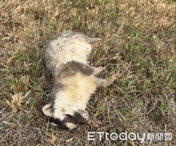 今年首例!屏東春日鄉驚見狂犬病鼬獾 3/13犬貓免費施打疫苗