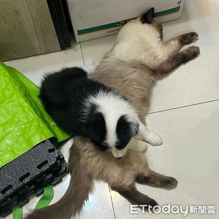 ▲。（圖／Threads@dreamer0505_提供，請勿隨意翻拍，以免侵權）