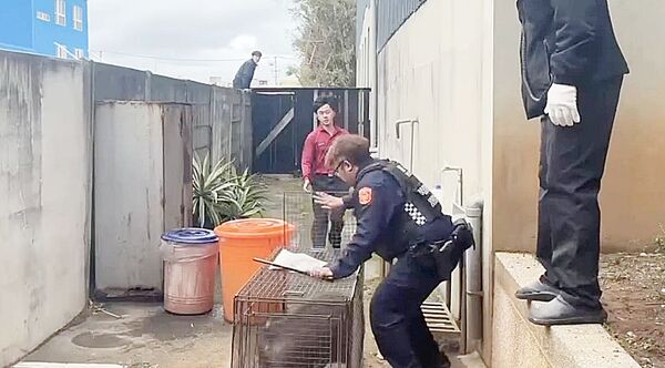 ▲桃園市觀音區中山路2月28日發生山豬逛大街，員警誘捕山豬闖入捕獸籠內。（圖／大園警分局提供）
