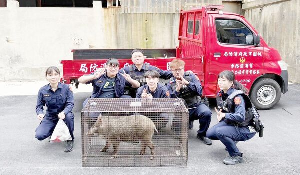 ▲桃園市觀音員警成功誘捕山豬闖入捕獸籠，移交給桃園市動物保護處進行安置。（圖／大園警分局提供）