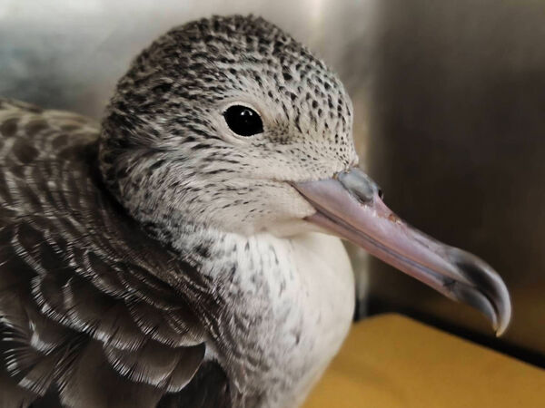 ▲萬里候車亭驚見迷航大水薙鳥。（圖／新北市動保處提供）