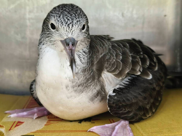 ▲萬里候車亭驚見迷航大水薙鳥。（圖／新北市動保處提供）