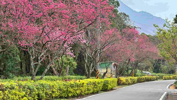 ▲漫步新北淡水、三芝粉色花海。（圖／新北市農業局提供）
