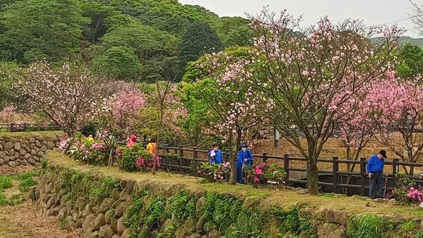 ▲漫步新北淡水、三芝粉色花海。（圖／新北市農業局提供）
