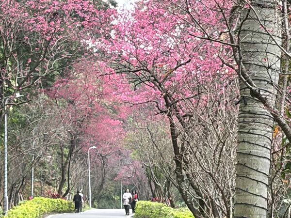 ▲漫步新北淡水、三芝粉色花海。（圖／新北市農業局提供）