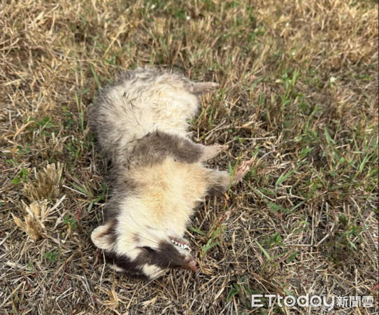 ▲春日再現狂犬病鼬獾。（圖／記者陳崑福翻攝）