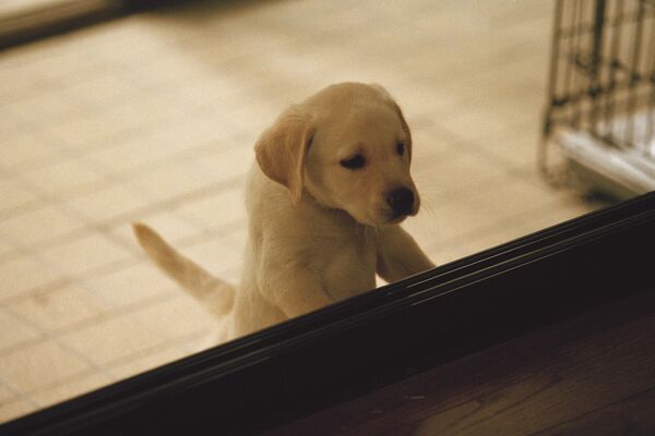 ▲《再見了，可魯》3月27日重返大銀幕。（圖／采昌國際多媒體提供）