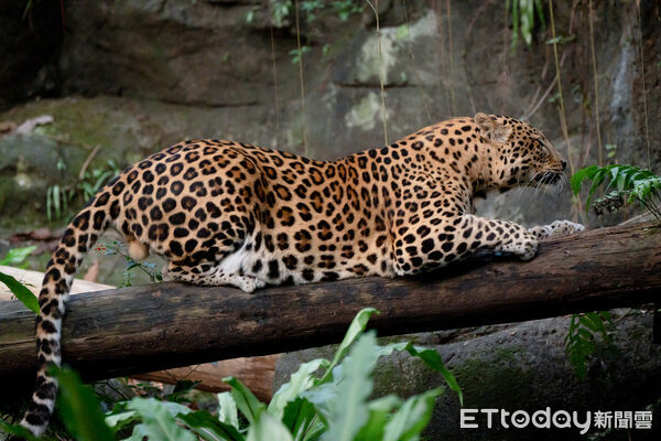 ▲。（圖／臺北市立動物園提供）