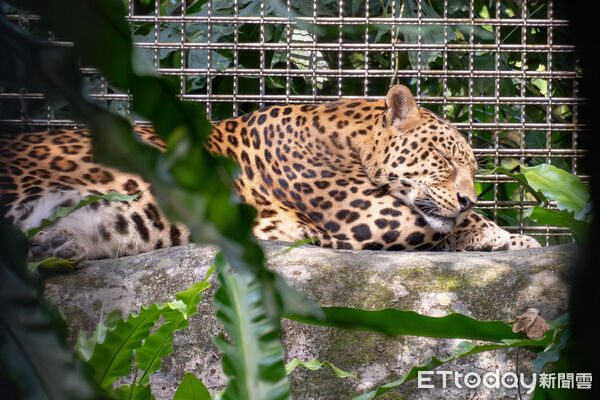▲。（圖／臺北市立動物園提供）