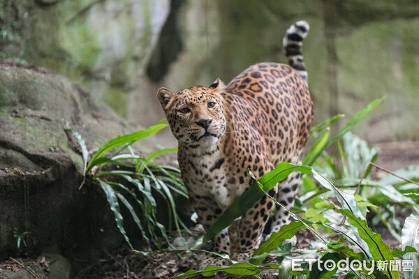 ▲。（圖／臺北市立動物園提供）