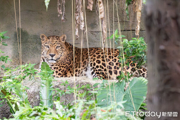 ▲。（圖／臺北市立動物園提供）
