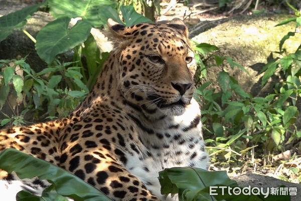 ▲。（圖／臺北市立動物園提供）