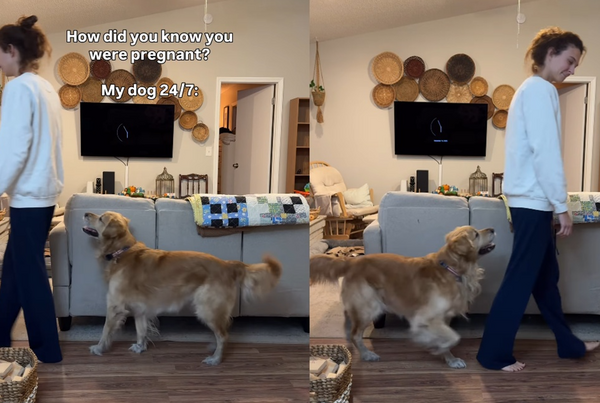黃金獵犬突變「超黏跟屁蟲」整天緊跟　女一驗曝喜訊：懷孕了。（圖／翻攝自TikTok／nurtured_little_nest）