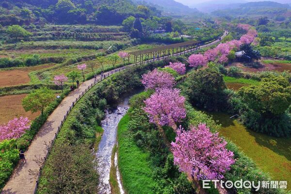 ▲三芝三生步道櫻花綻放 新北推薦北海岸賞櫻一日遊。（圖／記者郭世賢翻攝）