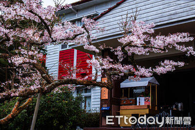 阿里山花季3／10開鑼　130歲櫻后與百年建築相輝映