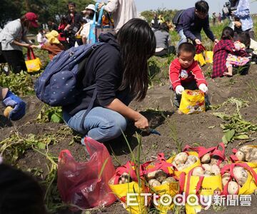 薯香飄田間！　斗南馬鈴薯節登場千人體驗挖馬鈴薯