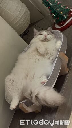 水電貓貓立大功。（圖／飼主Mio Tsai提供）