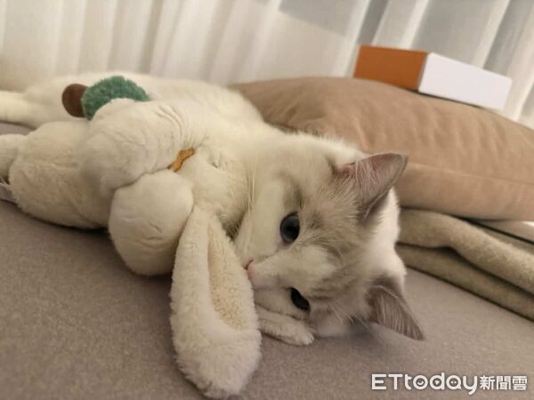 水電貓貓立大功。（圖／飼主Mio Tsai提供）